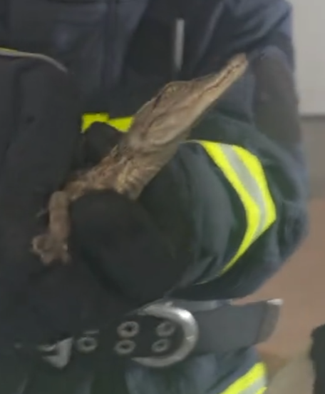 女子报警有蛇“好大的一个” 消防员到场抓获一条鳄鱼!-第1张图片 女子报警有蛇“好大的一个” 消防员到场抓获一条鳄鱼!-第1张图片
