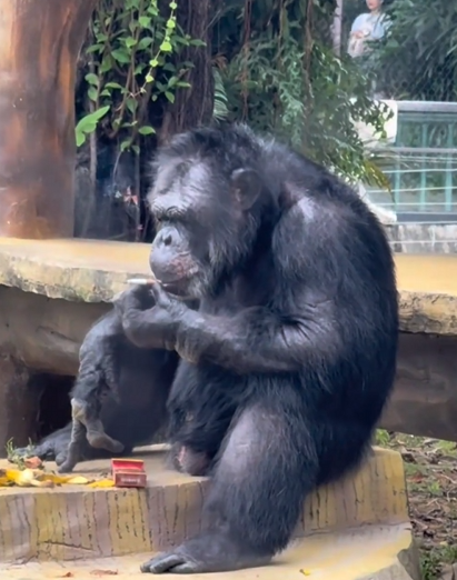 南宁动物园大猩猩抽烟手法娴熟 回应:应该是游客丢进去的 会加强巡逻 !-第1张图片 南宁动物园大猩猩抽烟手法娴熟 回应:应该是游客丢进去的 会加强巡逻 !-第1张图片